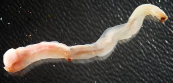 Media type: image; Malacology 383273